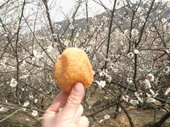 -香雪海