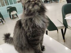 -安格丽娜·狗咖·猫咖羊驼咖(春熙路百盛商场店)