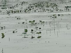-天津东丽湖风景区
