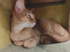 -猫小院猫主题餐厅(三里屯店)