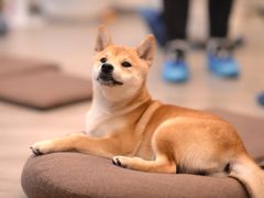 -浣熊柯尔鸭土拨鼠·电玩咖
