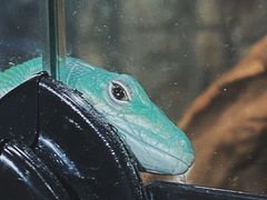 -酷以爬仙阁实体爬宠店·守宫·蜥蜴·专业繁育