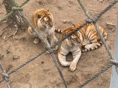 -西霞口神雕山野生动物世界