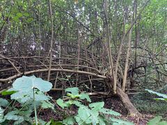 -华侨城湿地公园