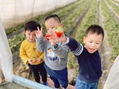 -小鱼草莓采摘园农家乐·小鱼餐厅