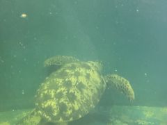 -上海吴淞炮台湾国家湿地公园