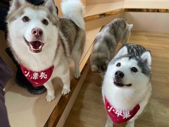 -Husky Go! 哈士奇体验馆·宠物咖啡厅狗咖
