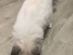 -东方名猫馆·英短金渐层布偶猫舍(环线广场1号楼店)