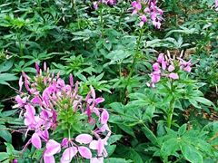 -铁山坪森林公园