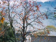 -塔川景区