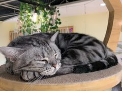 -猫和宫(六道口店)