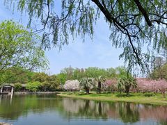 -上海共青森林公园