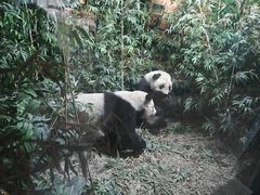 -昆明动物博物馆