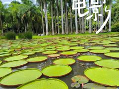 -中国科学院西双版纳热带植物园