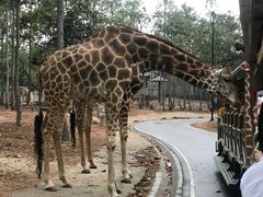 -清迈夜间动物园