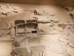 -洛阳周王城天子驾六博物馆