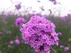 iphone_upload_pic-紫云台香草园