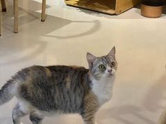 -豆逗聊愈猫阁Easy Life