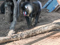 -鄂尔多斯野生动物园