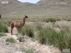 -新疆天山野生动物园
