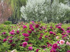 -洛阳市隋唐城遗址植物园