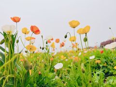-君乐宝优致牧场