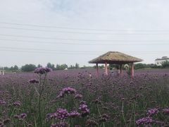 -紫颐香薰山谷景区