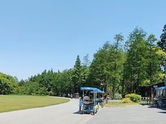 -上海滨江森林公园