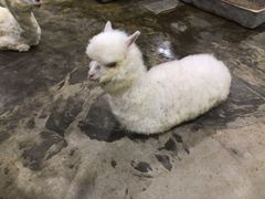 -上海大自然野生昆虫馆(东方明珠·爬宠昆虫探索中心)