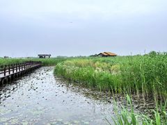 -宁波杭州湾国家湿地公园