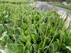 -广西壮族自治区药用植物园