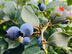 -金谷域澳洲庄园