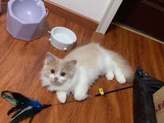 -猫大福·Fortune Cat猫舍(百子湾店)