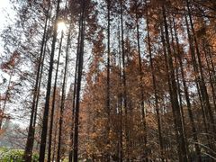 -桤木河湿地公园