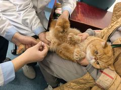 -北京赛佳动物医院