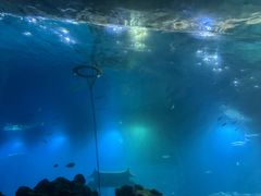 -海棠湾洲际-涛·海底餐厅·美人鱼·自助餐·海底隧道