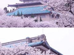 -武汉大学-樱园