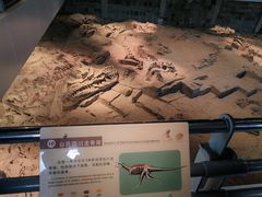 -自贡恐龙博物馆