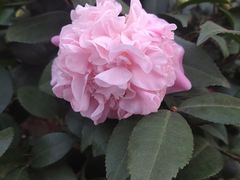 -金陵花卉交易市场