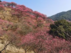 -新建村梅花