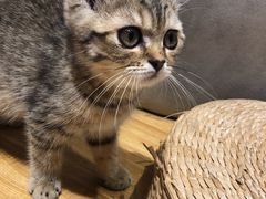 -啵啵喵·猫咖(攀华国际店)