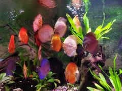 -上海海洋水族馆