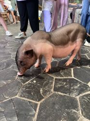 -Zoolung Zoolung动物主题公园(海信广场店)