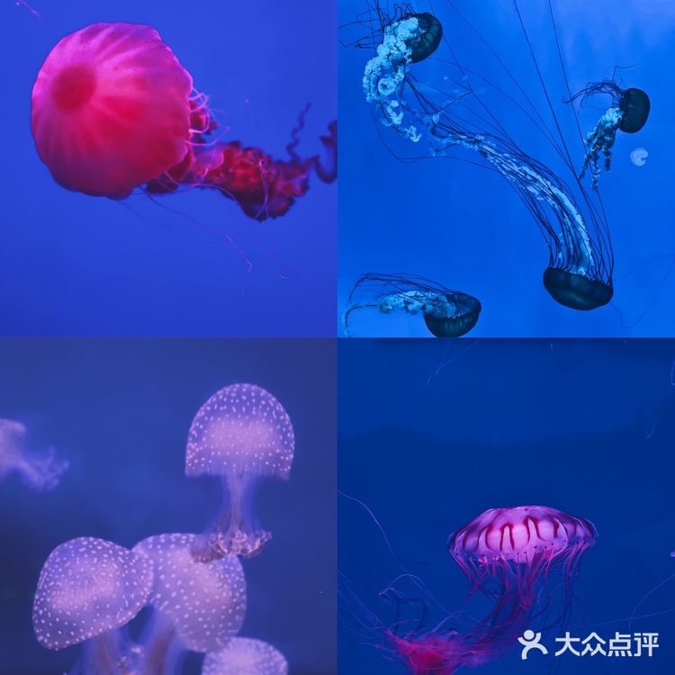这个夏天这样玩｜大连老虎滩海洋公园攻略
