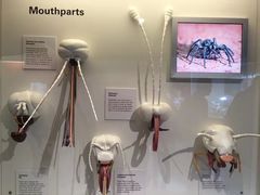 -墨尔本博物馆(Melbourne Museum)