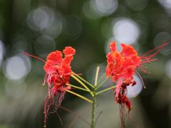 -海南热带野生动植物园