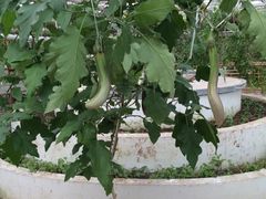 -祥源·阜阳生态乐园