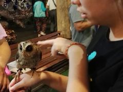 -清迈夜间动物园