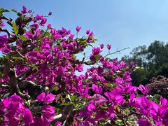 -莲花山公园