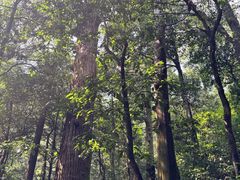 -天目山大树王景区